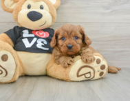 8 week old Cavapoo Puppy For Sale - Seaside Pups