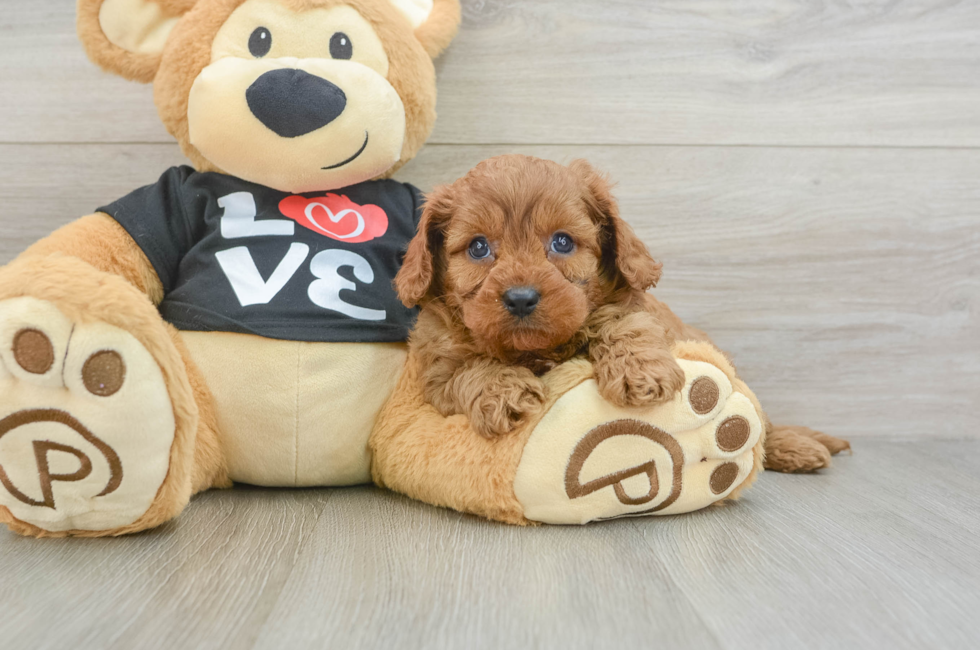 5 week old Cavapoo Puppy For Sale - Seaside Pups
