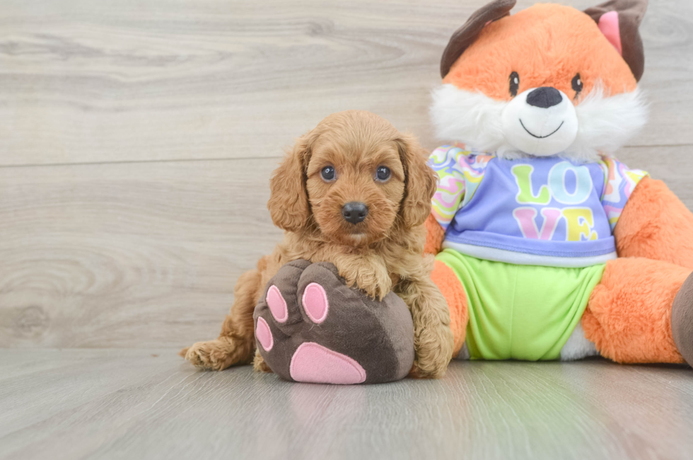 5 week old Cavapoo Puppy For Sale - Seaside Pups