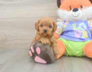 7 week old Cavapoo Puppy For Sale - Seaside Pups