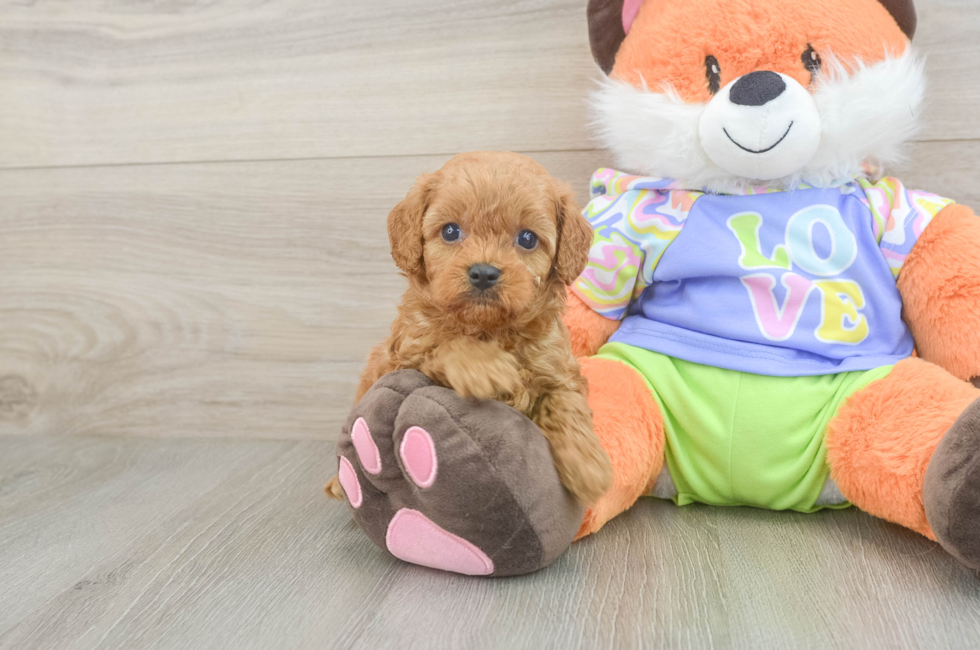 5 week old Cavapoo Puppy For Sale - Seaside Pups