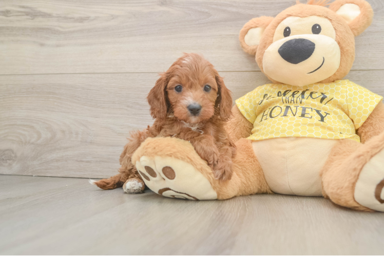 Cute Cavapoo Baby