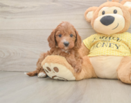 9 week old Cavapoo Puppy For Sale - Seaside Pups