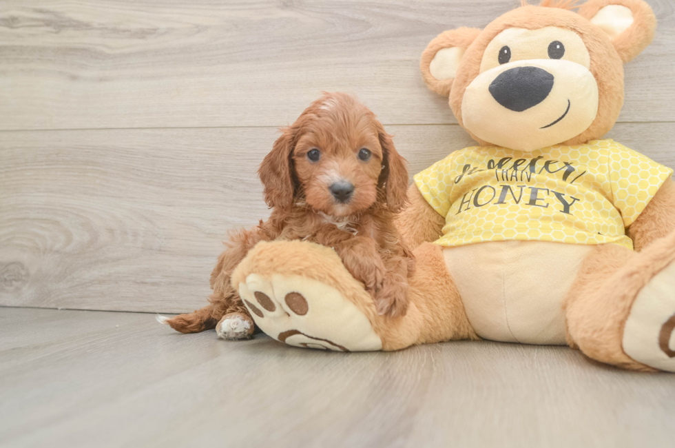 6 week old Cavapoo Puppy For Sale - Seaside Pups