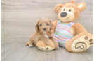 Cavapoo Puppy for Adoption