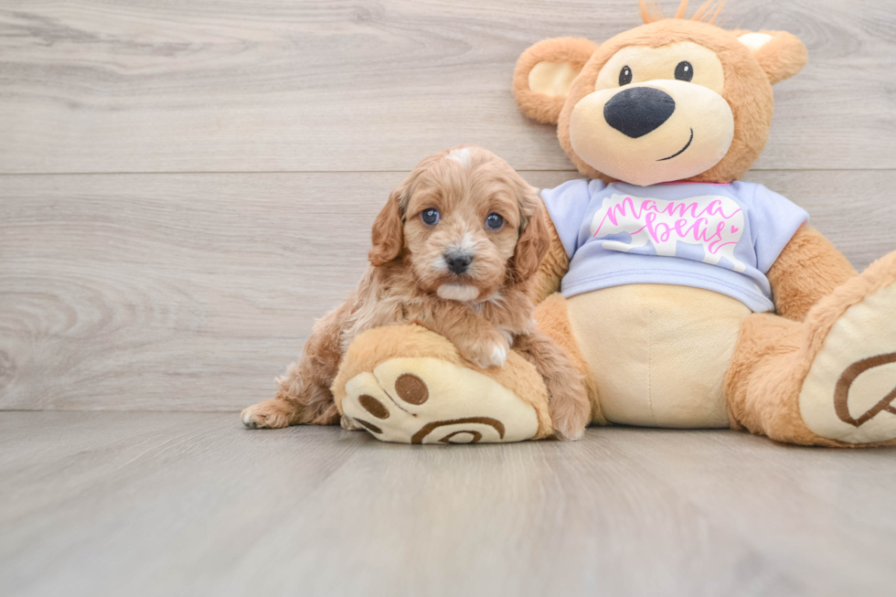 Cavapoo Puppy for Adoption
