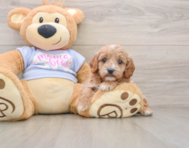 7 week old Cavapoo Puppy For Sale - Seaside Pups