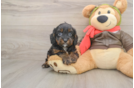 Playful Cavapoodle Poodle Mix Puppy