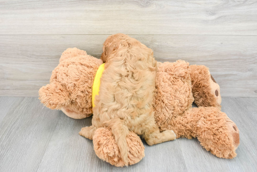 Playful Cavoodle Poodle Mix Puppy