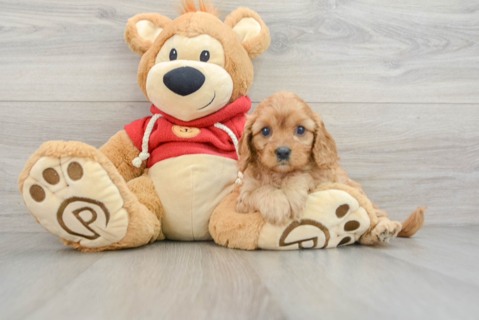 Best Cavapoo Baby