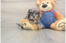 Cavapoo Puppy for Adoption