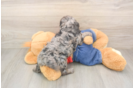 Happy Cavapoo Baby