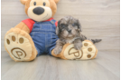 Best Cavapoo Baby