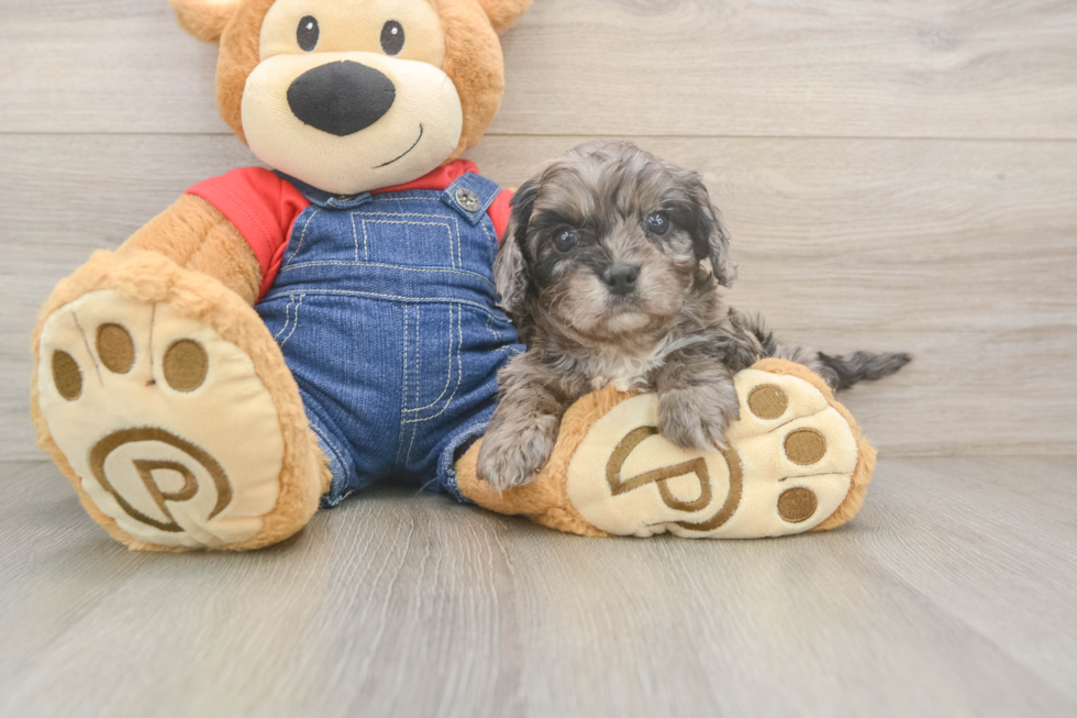Best Cavapoo Baby