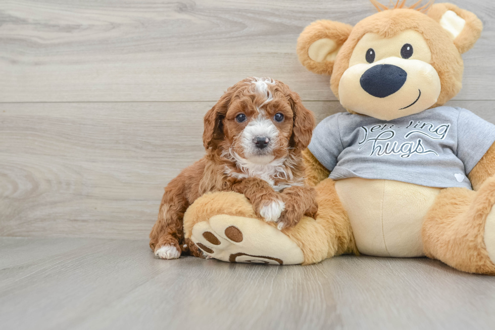 Cavapoo Puppy for Adoption