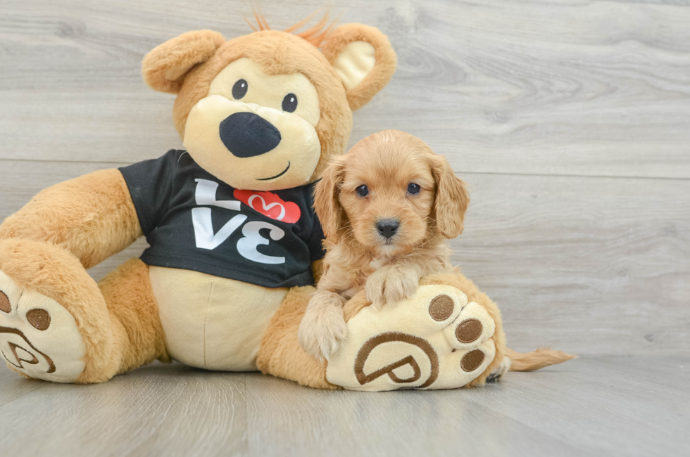 6 week old Cavapoo Puppy For Sale - Seaside Pups