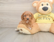 9 week old Cavapoo Puppy For Sale - Seaside Pups