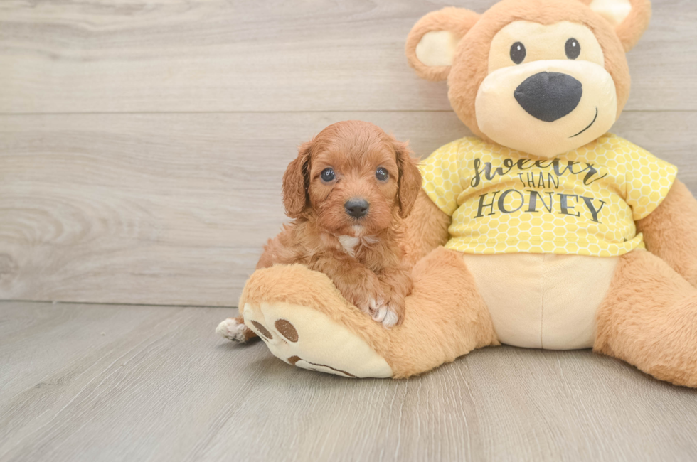 6 week old Cavapoo Puppy For Sale - Seaside Pups