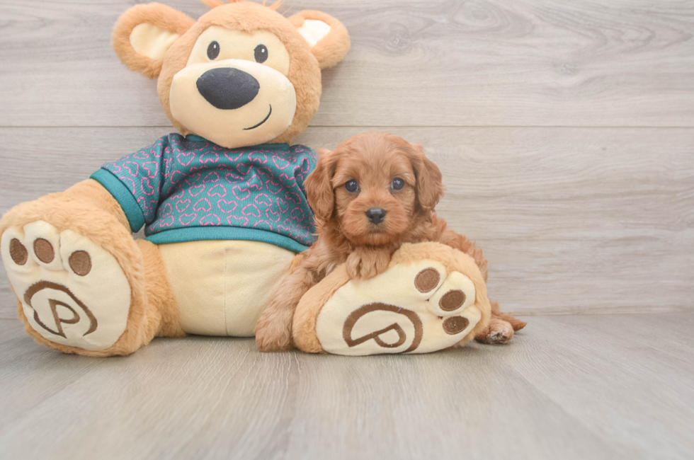 5 week old Cavapoo Puppy For Sale - Seaside Pups