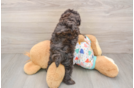 Cavapoo Puppy for Adoption