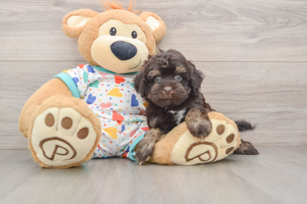 Cavapoo Puppy for Adoption