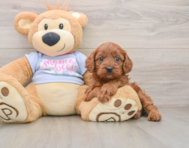 7 week old Cavapoo Puppy For Sale - Seaside Pups