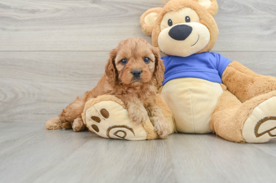 Smart Cavapoo Poodle Mix Pup