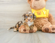 8 week old Cavapoo Puppy For Sale - Seaside Pups