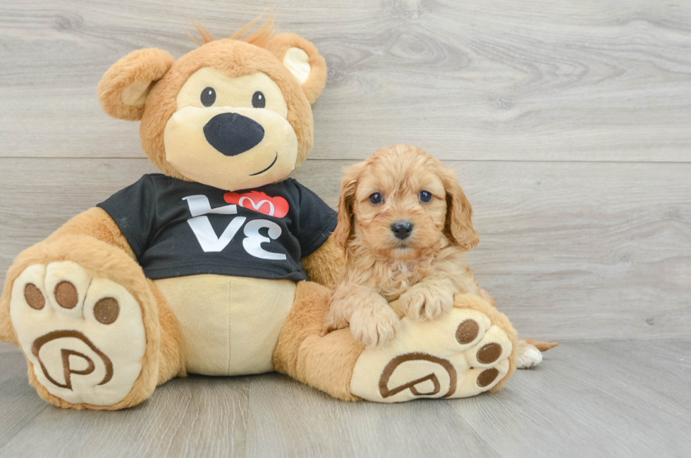 6 week old Cavapoo Puppy For Sale - Seaside Pups