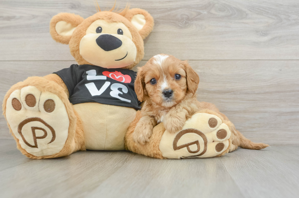 5 week old Cavapoo Puppy For Sale - Seaside Pups