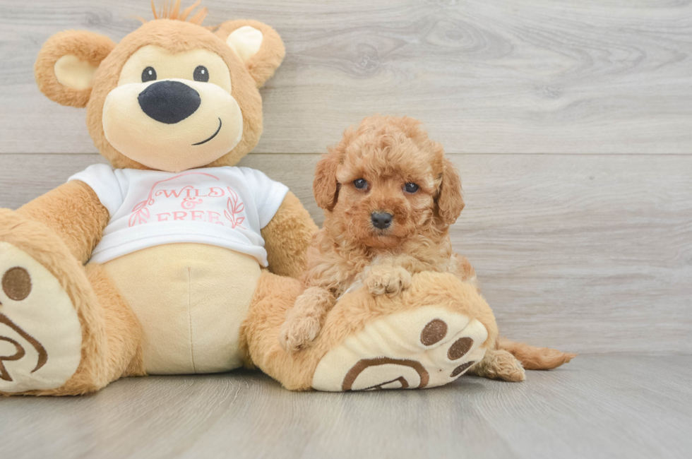 6 week old Cavapoo Puppy For Sale - Seaside Pups