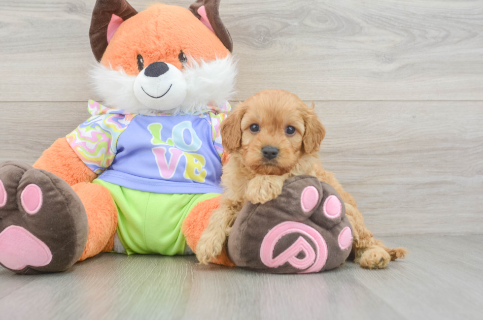 5 week old Cavapoo Puppy For Sale - Seaside Pups
