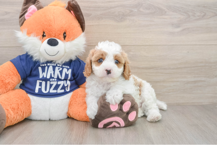 Cavapoo Pup Being Cute