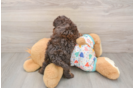 Cavapoo Puppy for Adoption