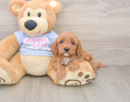 8 week old Cavapoo Puppy For Sale - Seaside Pups