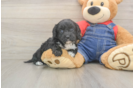 Friendly Cavapoo Baby
