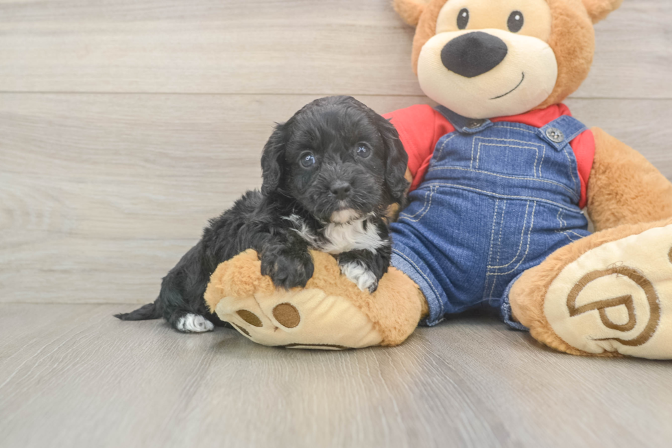 Friendly Cavapoo Baby