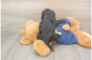 Cavapoo Puppy for Adoption
