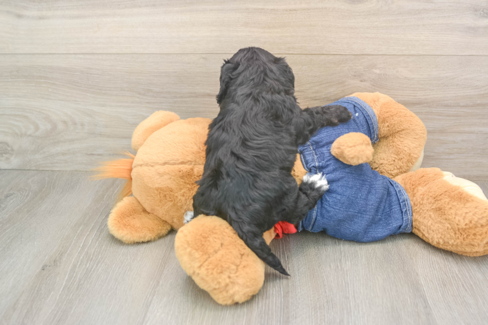 Cavapoo Puppy for Adoption