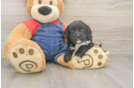 Sweet Cavapoo Baby