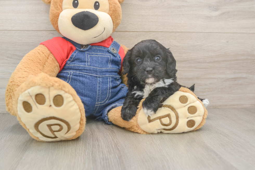 Sweet Cavapoo Baby