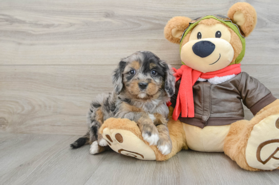 Cavapoo Pup Being Cute