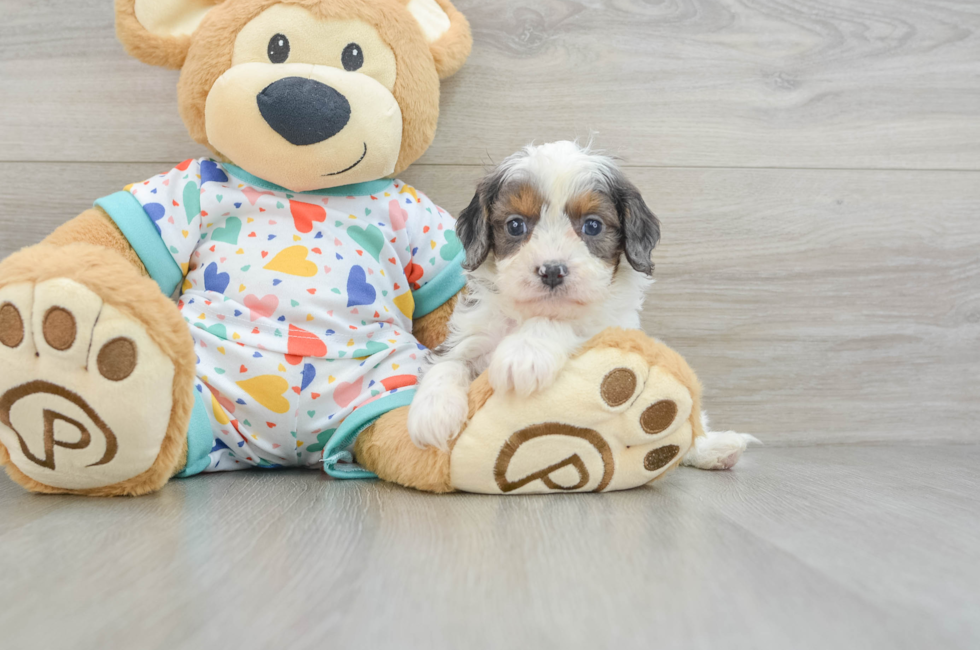 6 week old Cavapoo Puppy For Sale - Seaside Pups