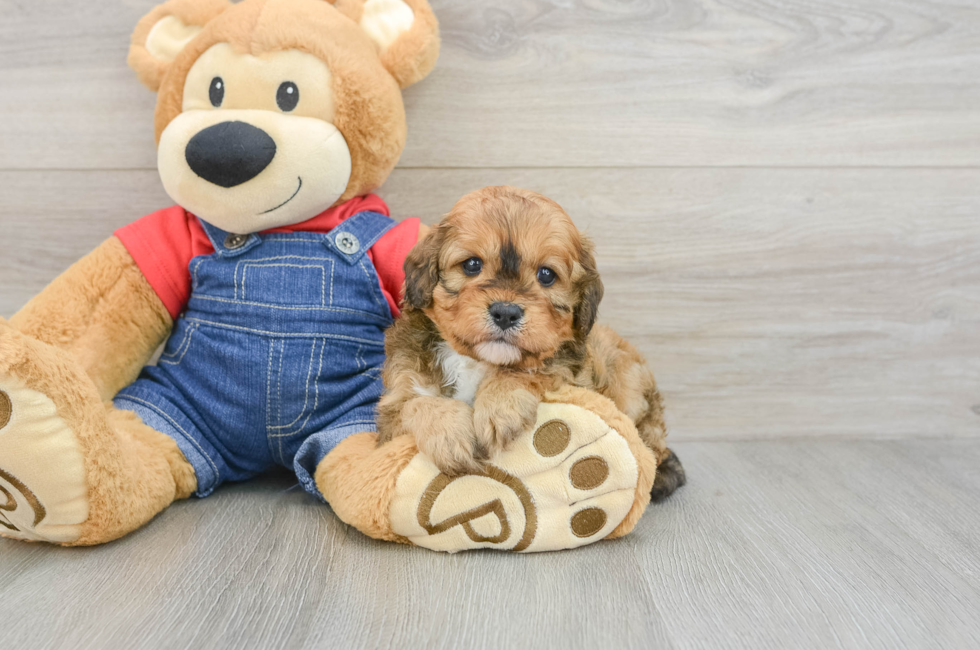 6 week old Cavapoo Puppy For Sale - Seaside Pups