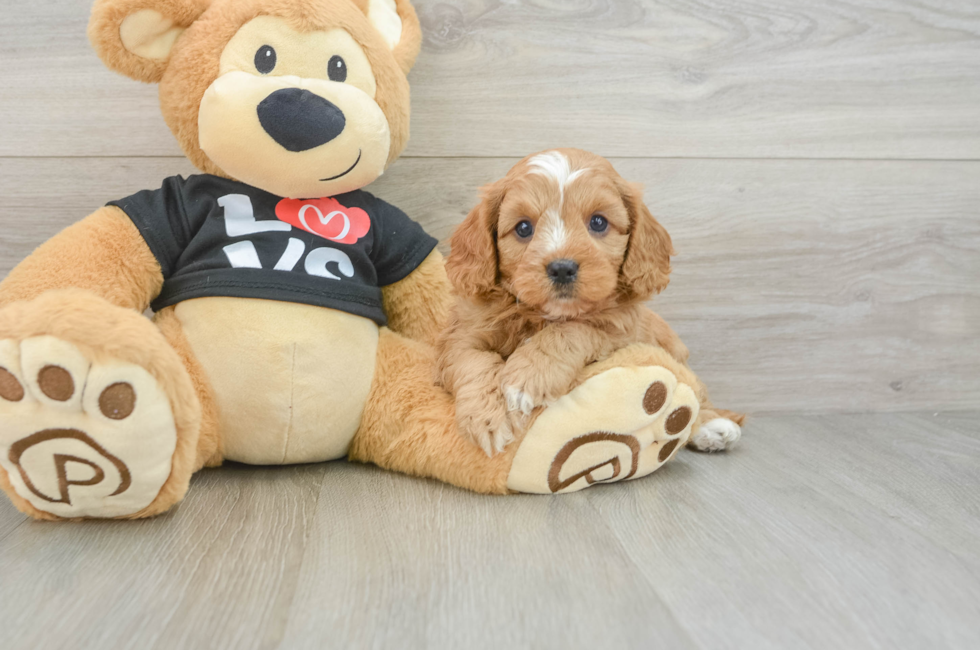 8 week old Cavapoo Puppy For Sale - Seaside Pups
