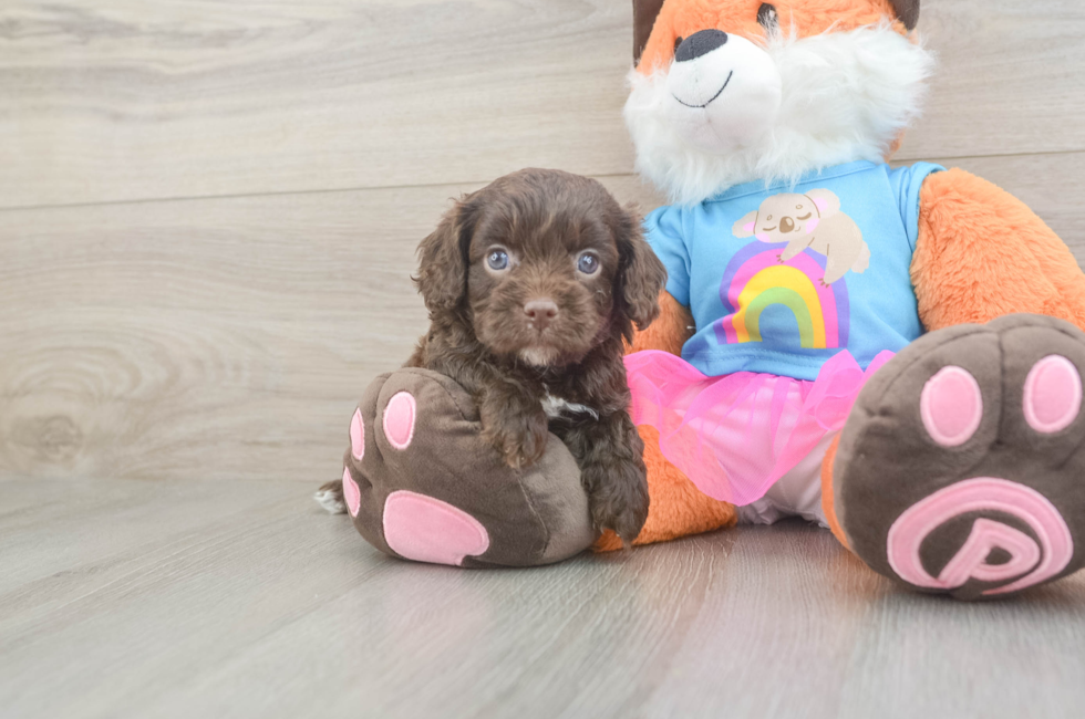 5 week old Cavapoo Puppy For Sale - Seaside Pups