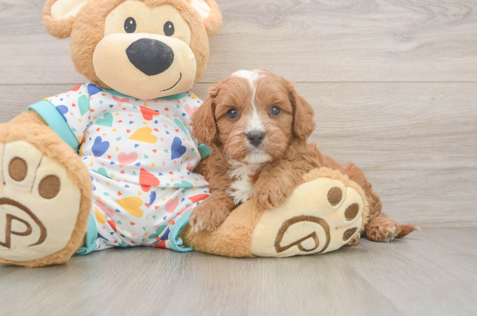6 week old Cavapoo Puppy For Sale - Seaside Pups