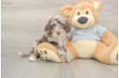 Cavapoo Pup Being Cute