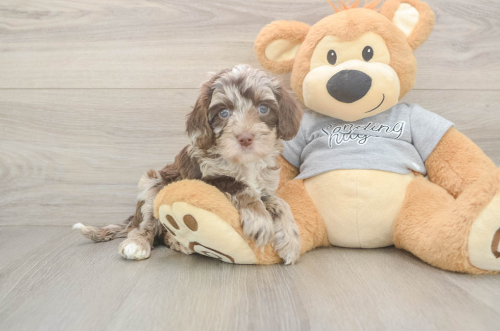 5 week old Cavapoo Puppy For Sale - Seaside Pups