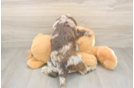 Best Cavapoo Baby